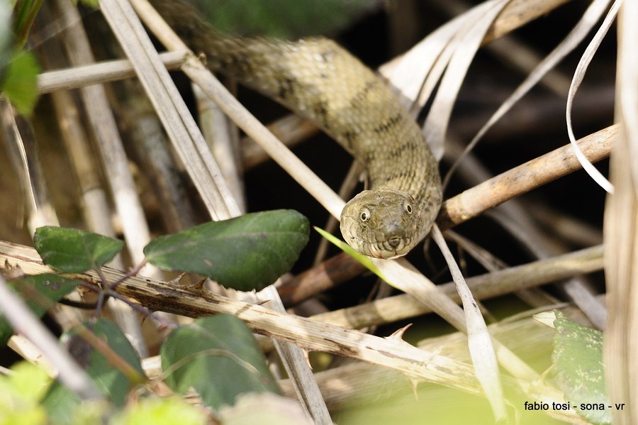 Natrix tessellata